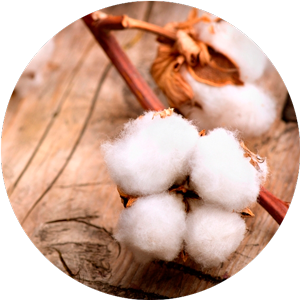 Cotton
